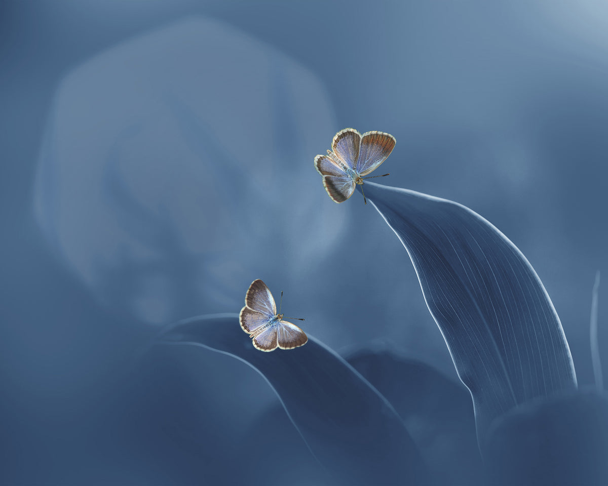 Butterfly with the Moon