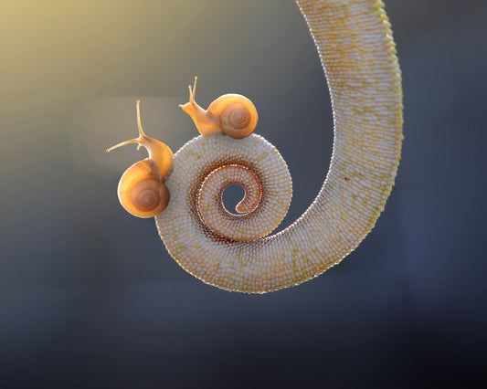 Chameleon with Tail and Snail