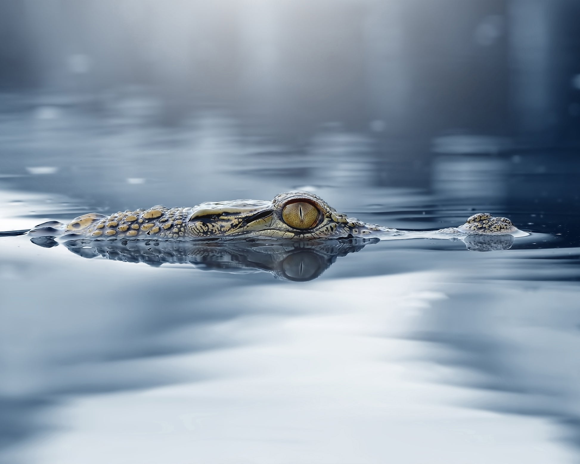 Crocodile - The Eye