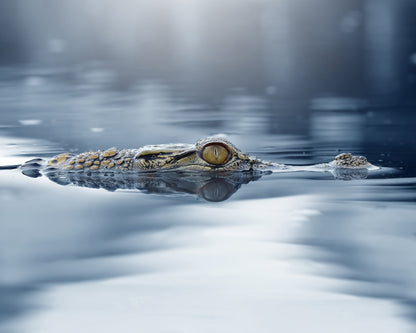 Crocodile - The Eye
