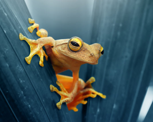 Gold Frog No 2