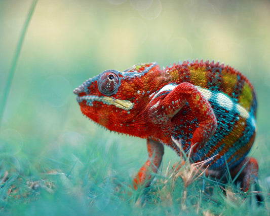 Panther Chameleon