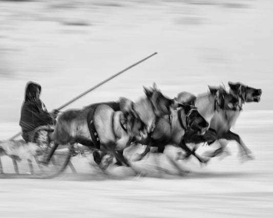 Races on Reindeer