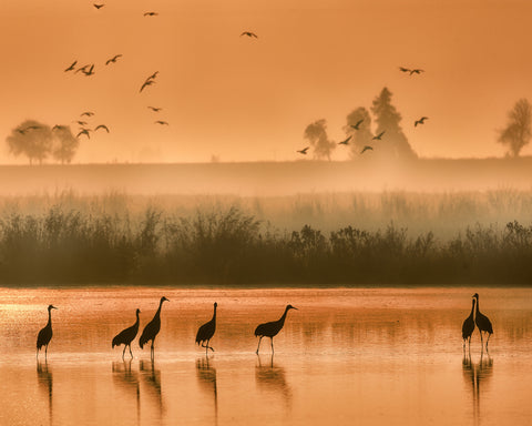 Sandhill Cranes on Shallow Water