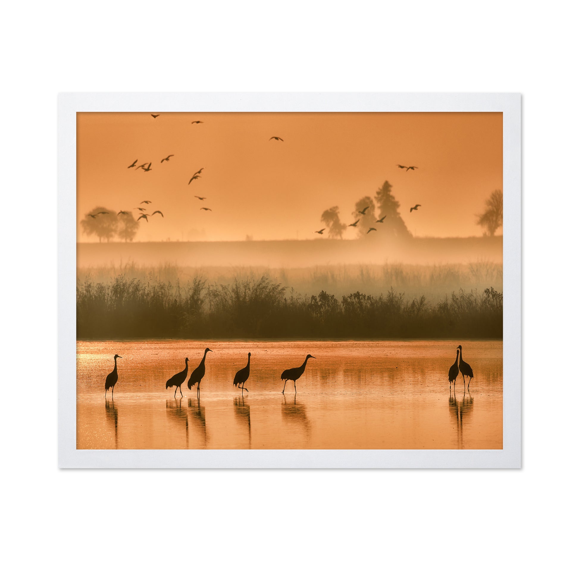 Sandhill Cranes on Shallow Water