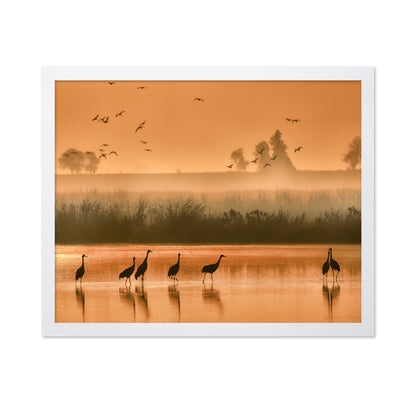 Sandhill Cranes on Shallow Water