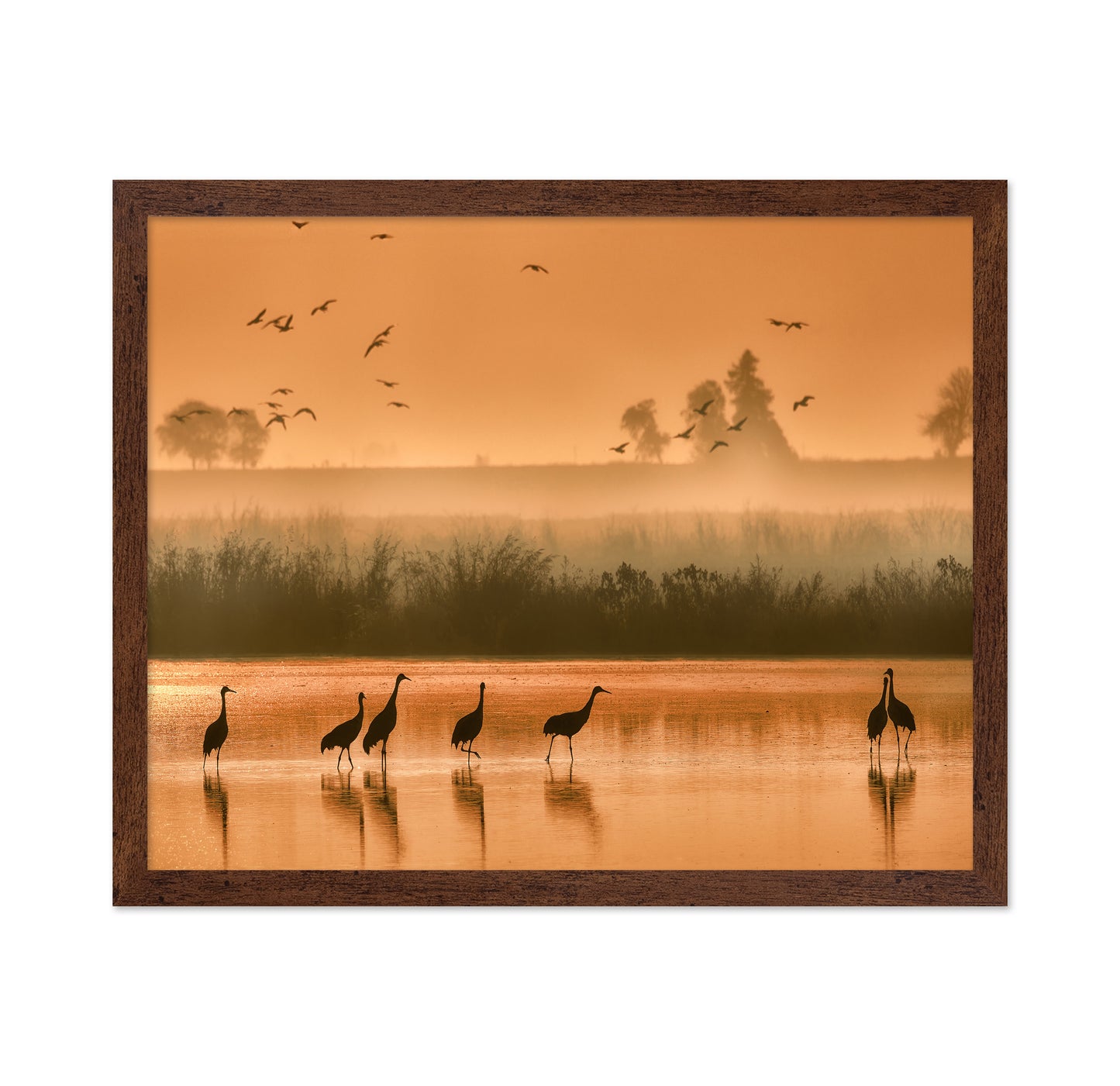 Sandhill Cranes on Shallow Water