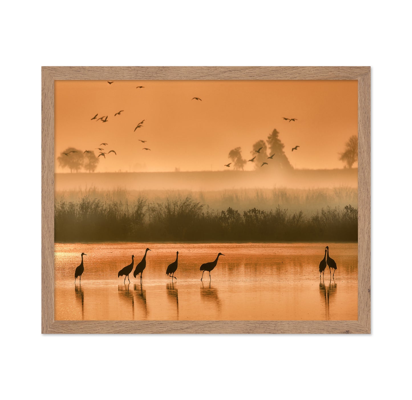 Sandhill Cranes on Shallow Water