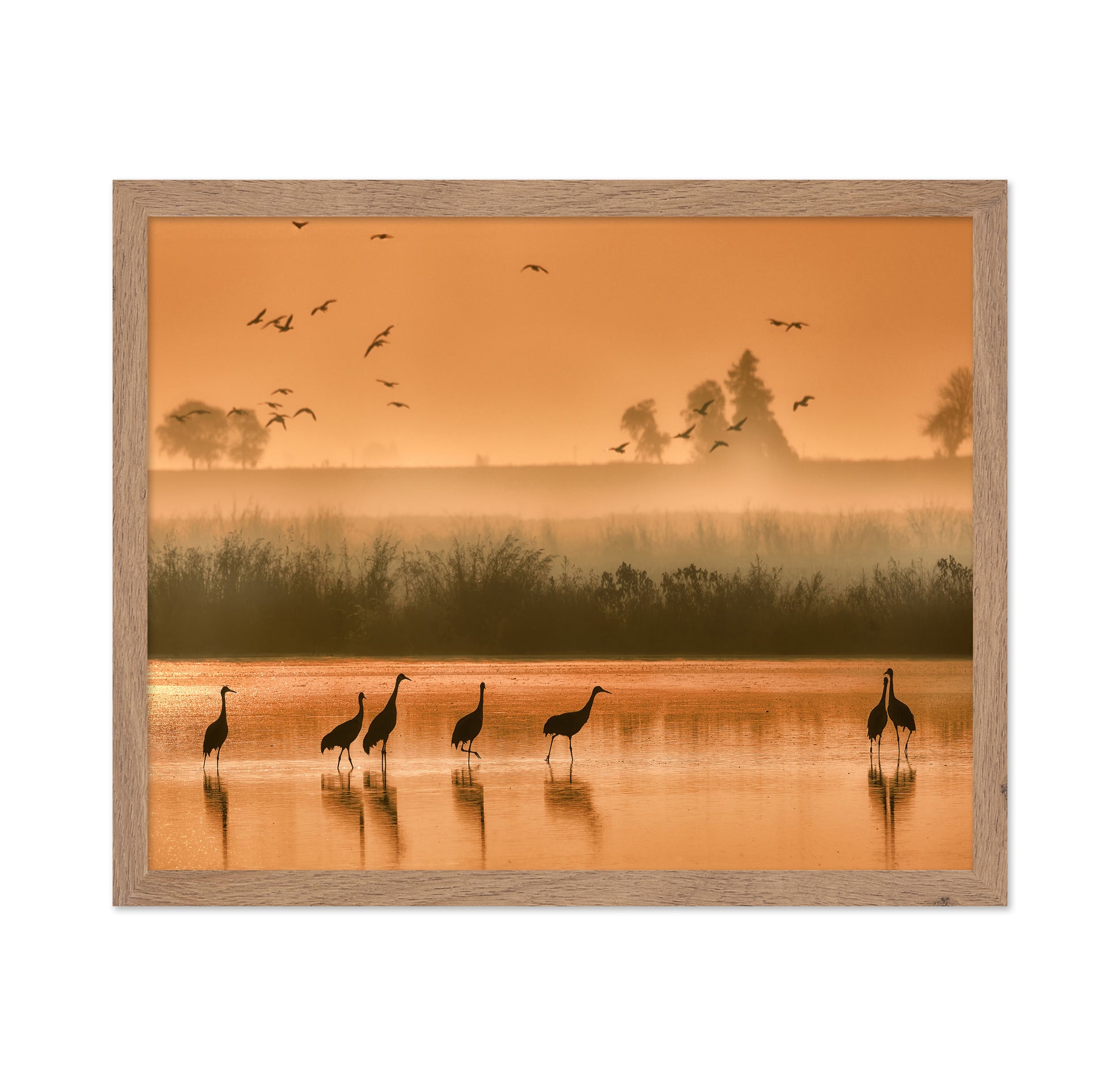 Sandhill Cranes on Shallow Water