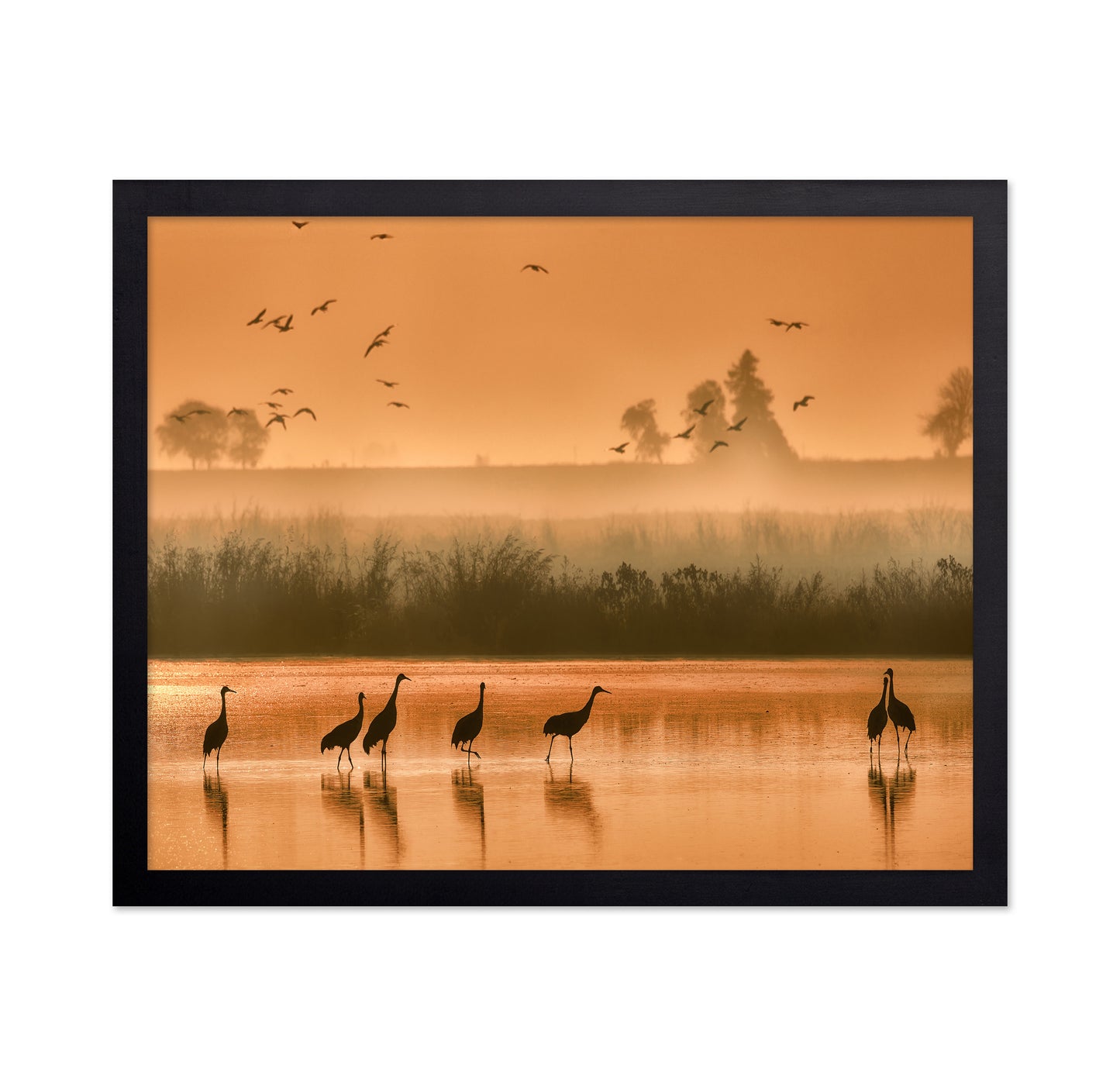 Sandhill Cranes on Shallow Water
