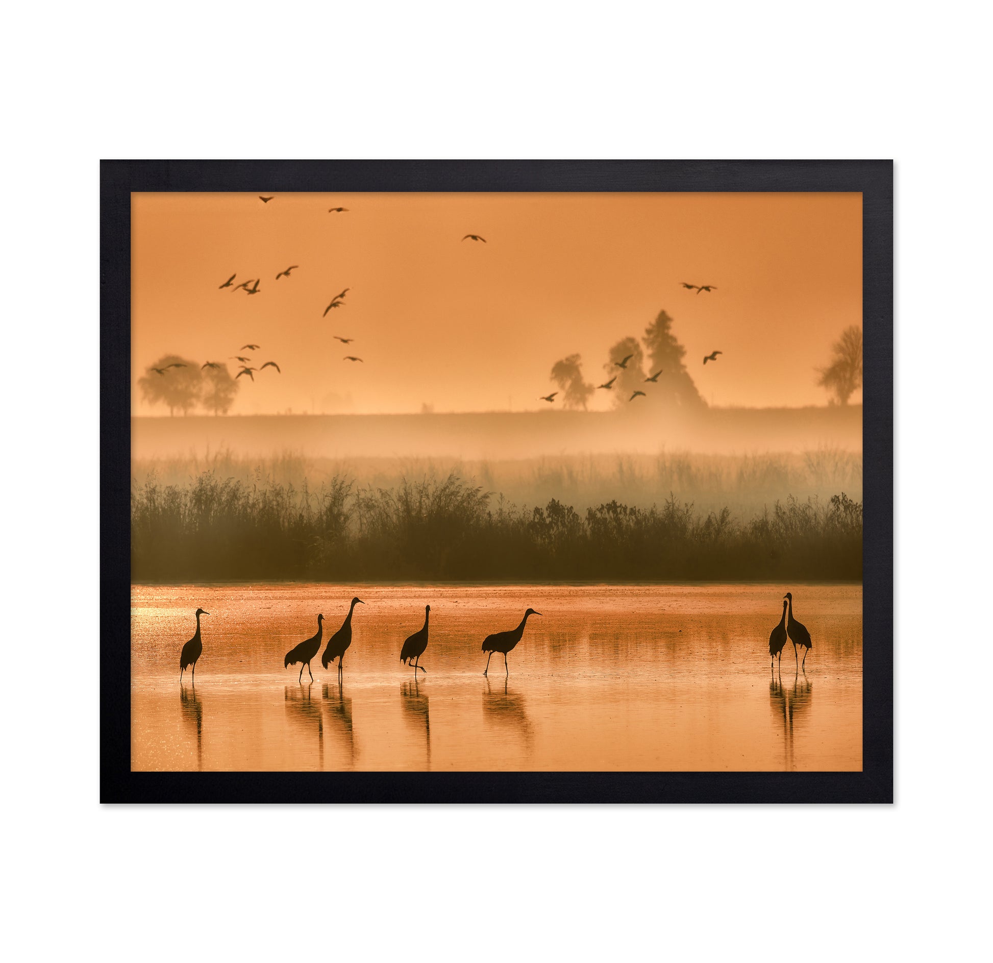 Sandhill Cranes on Shallow Water