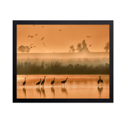 Sandhill Cranes on Shallow Water