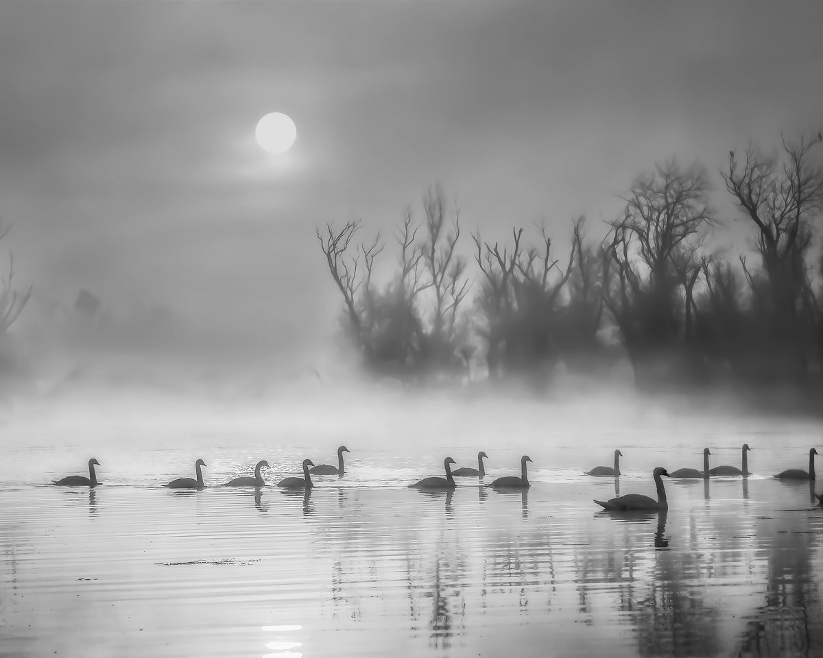 Sun Rises Over Swan Lake