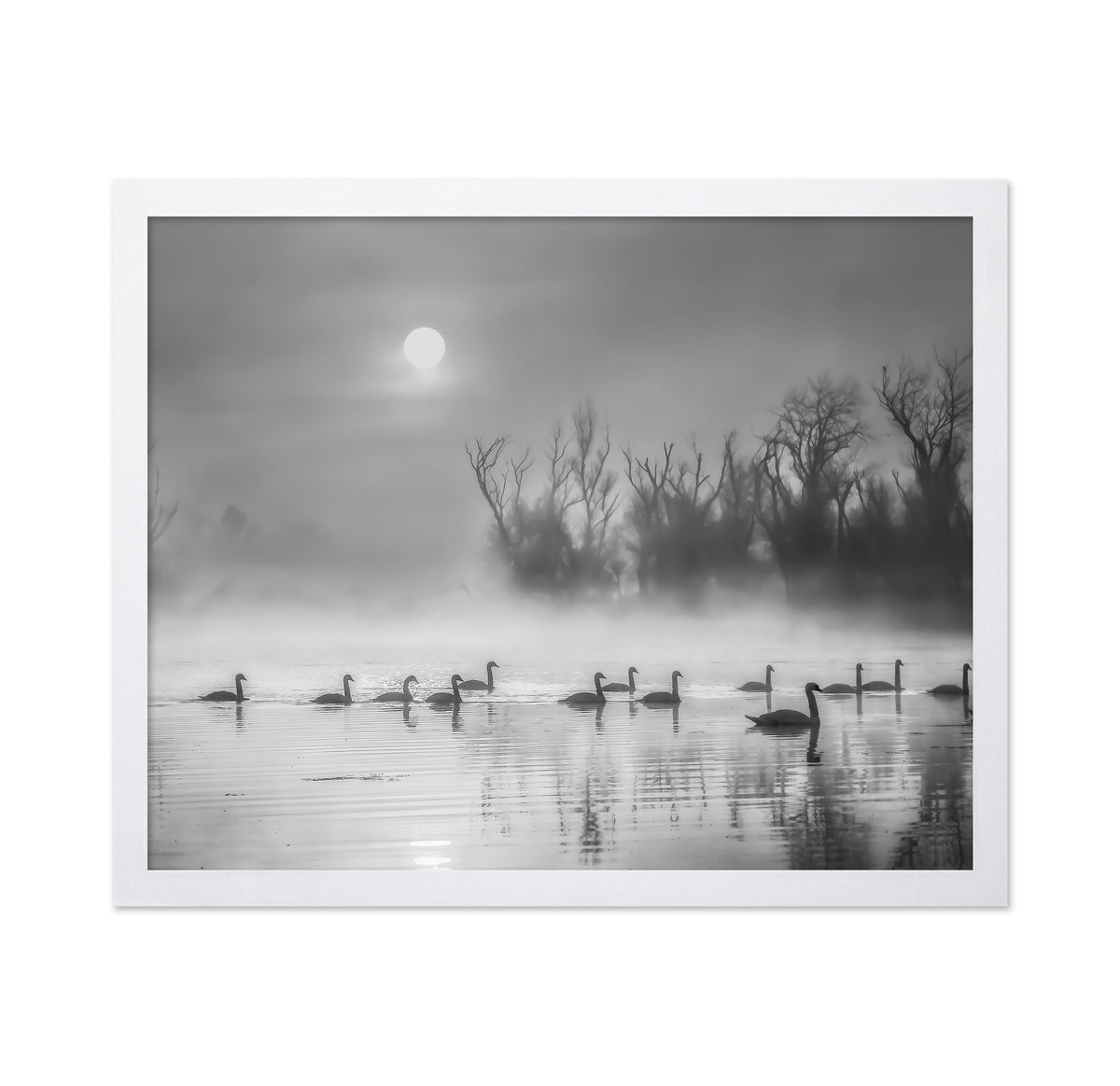 Sun Rises Over Swan Lake
