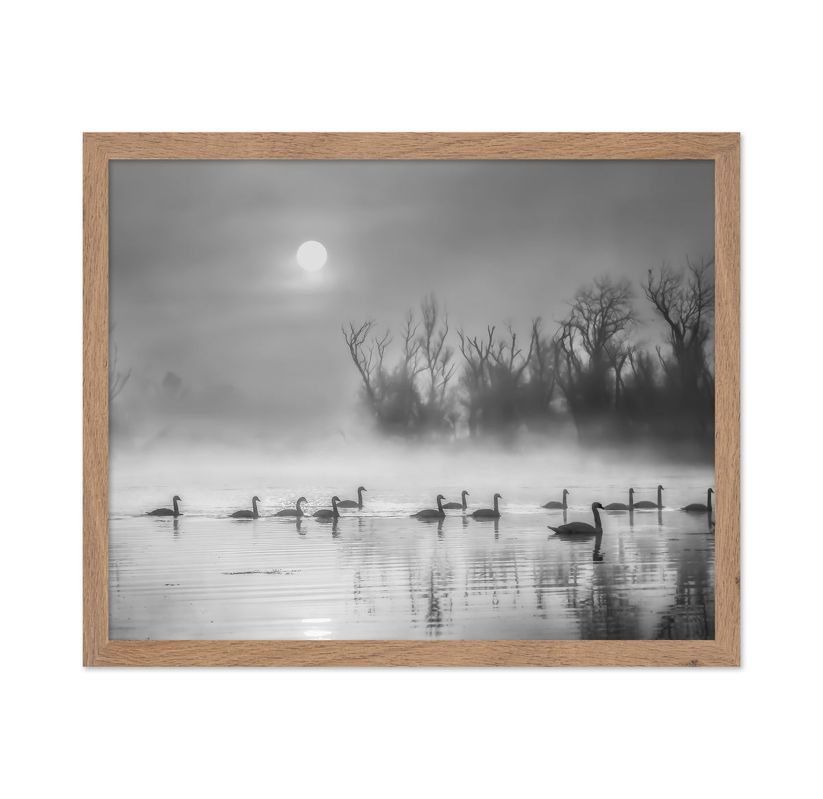 Sun Rises Over Swan Lake