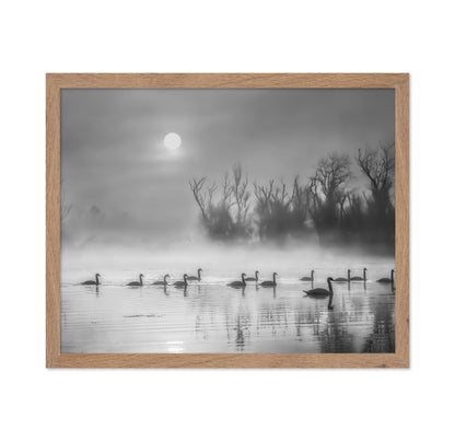 Sun Rises Over Swan Lake