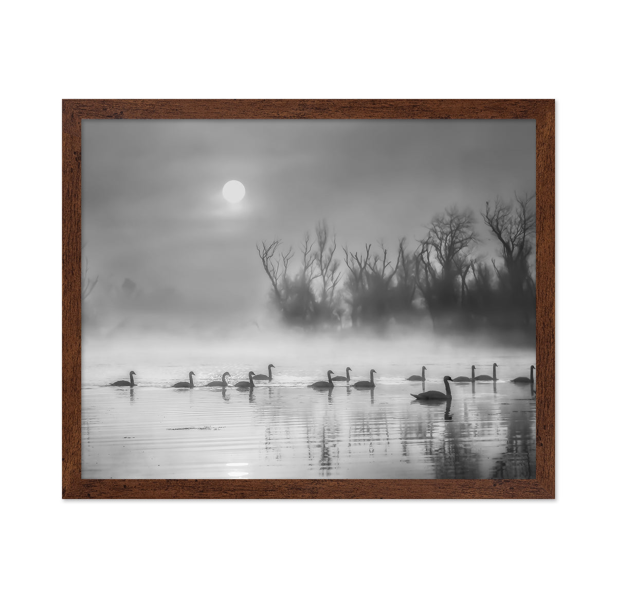 Sun Rises Over Swan Lake