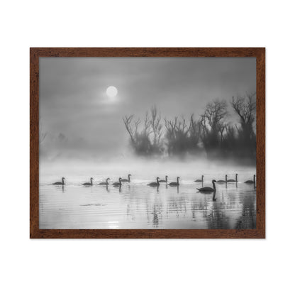 Sun Rises Over Swan Lake