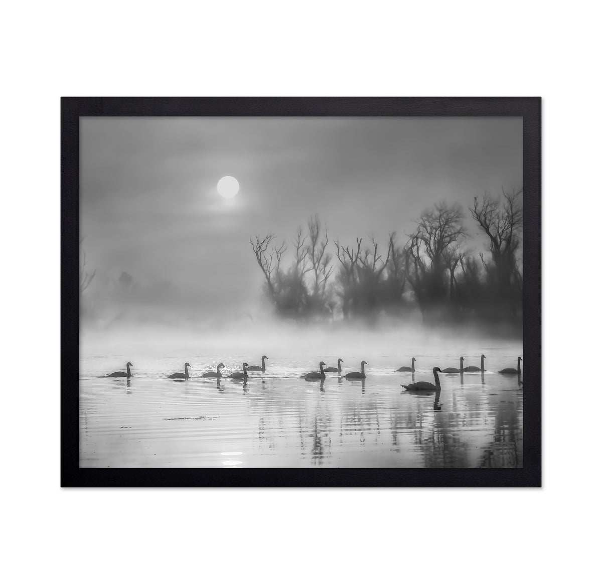 Sun Rises Over Swan Lake