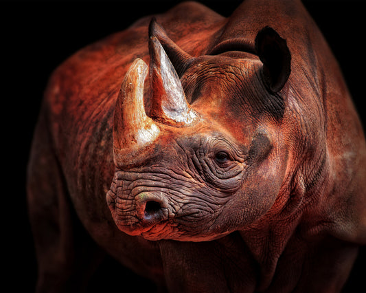 Rhino Posing
