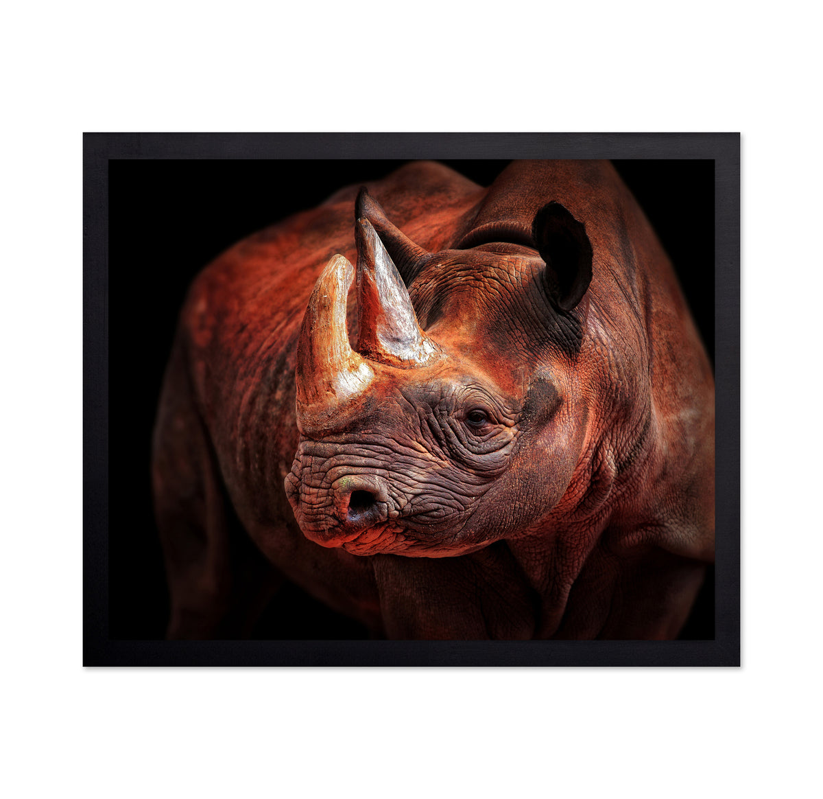 Rhino Posing