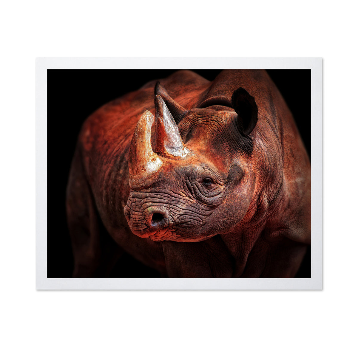 Rhino Posing