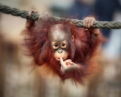 Baby Orangutan