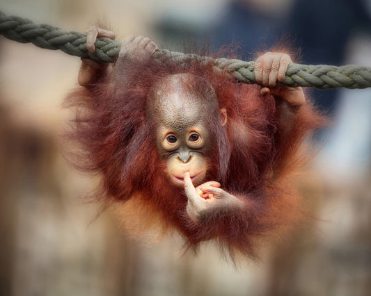 Baby Orangutan