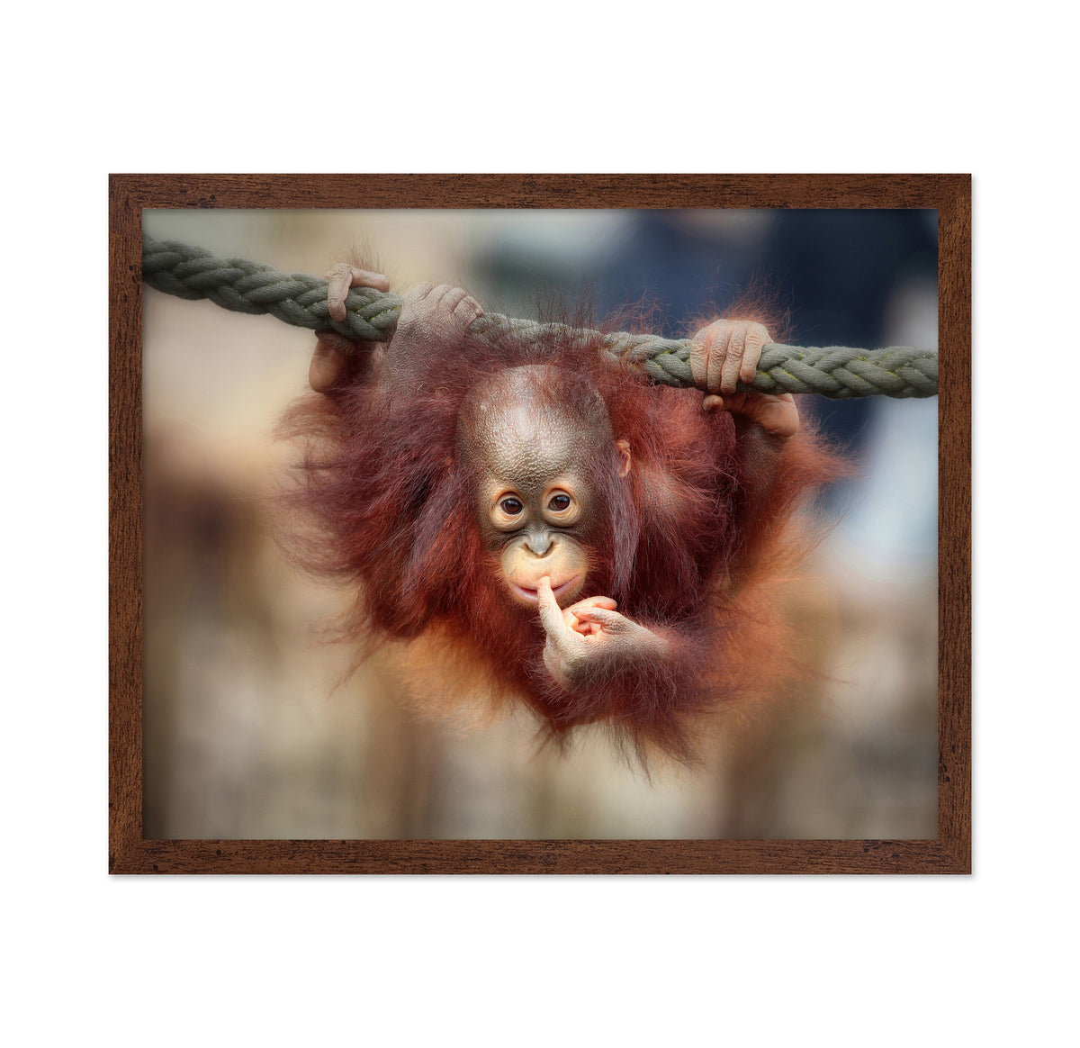 Baby Orangutan
