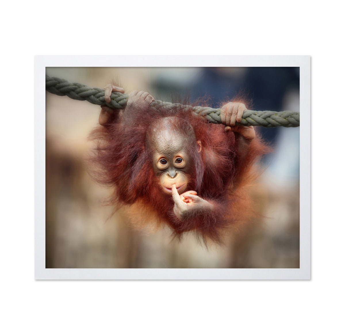 Baby Orangutan