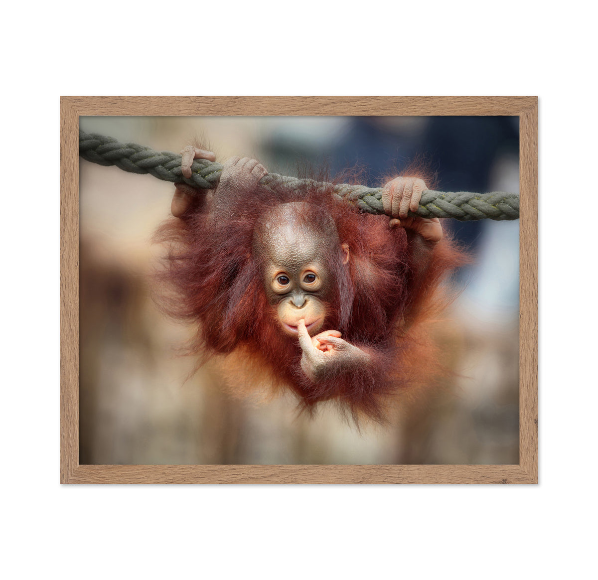Baby Orangutan