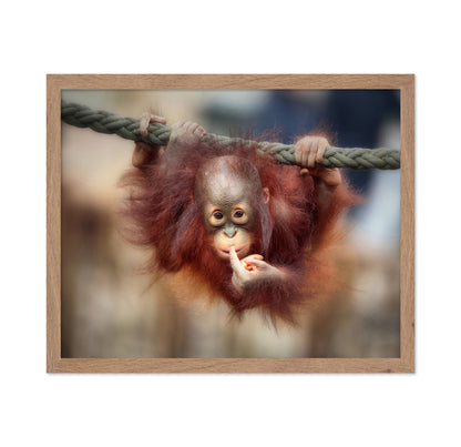 Baby Orangutan