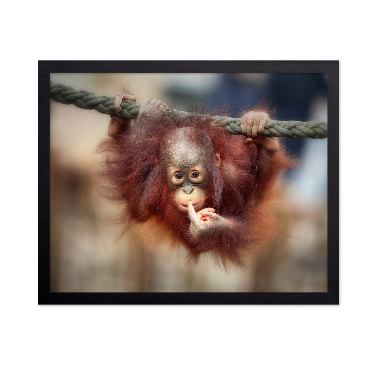 Baby Orangutan
