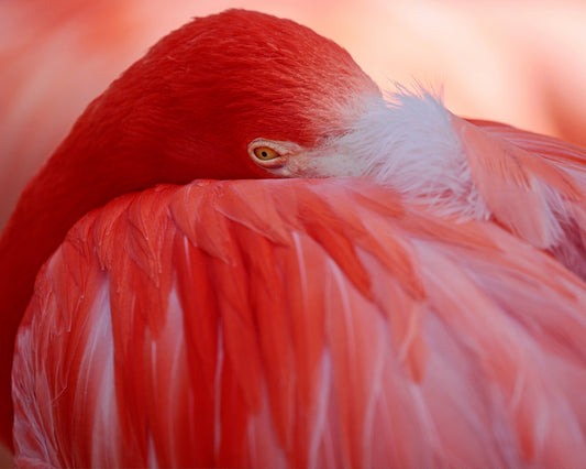 Red Plumage