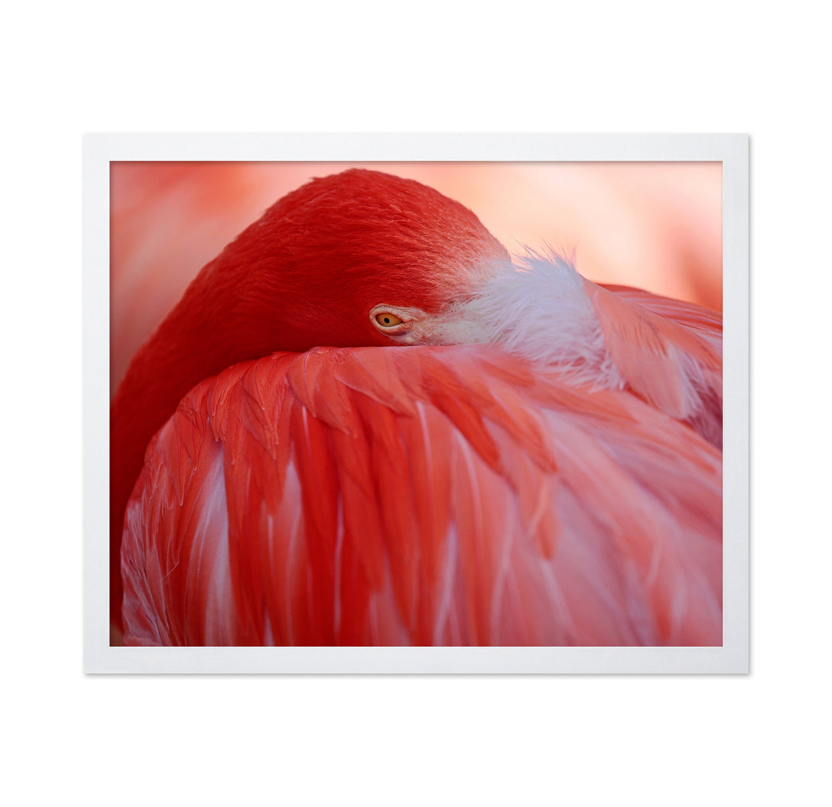 Red Plumage