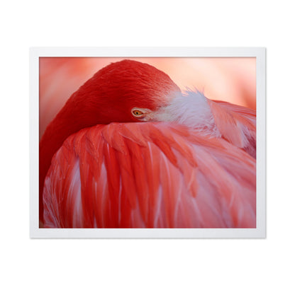 Red Plumage