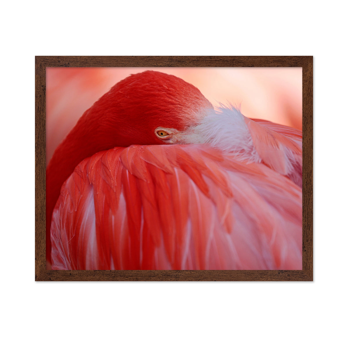 Red Plumage