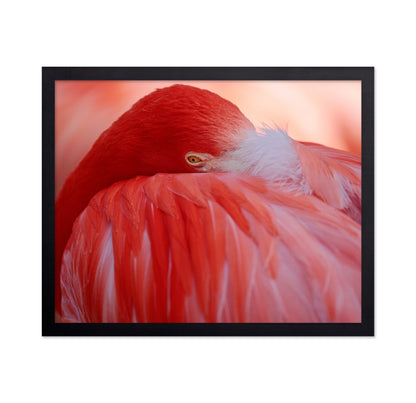 Red Plumage