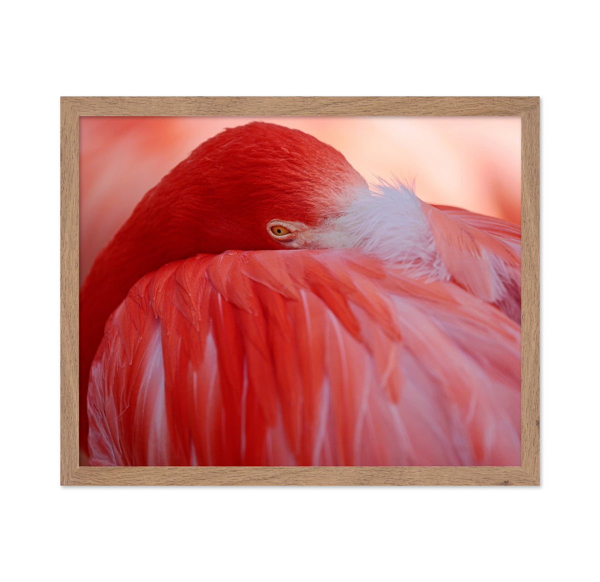 Red Plumage