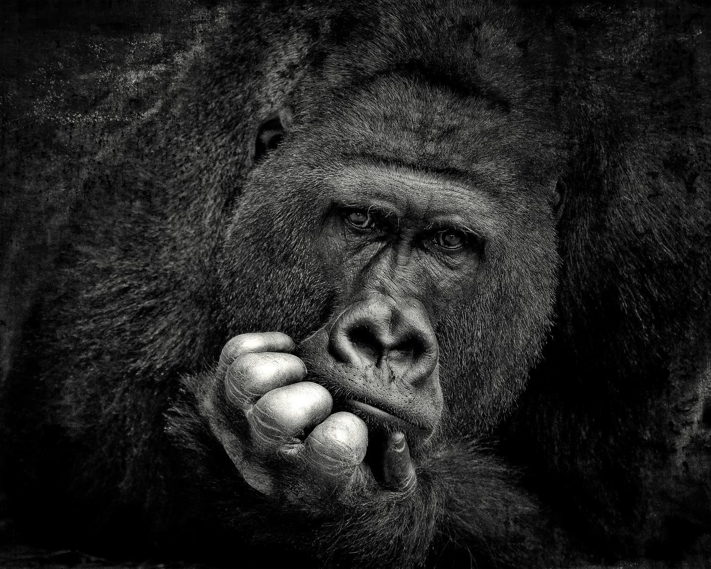 Portrait of a Gorilla