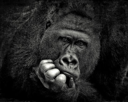Portrait of a Gorilla