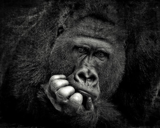 Portrait of a Gorilla