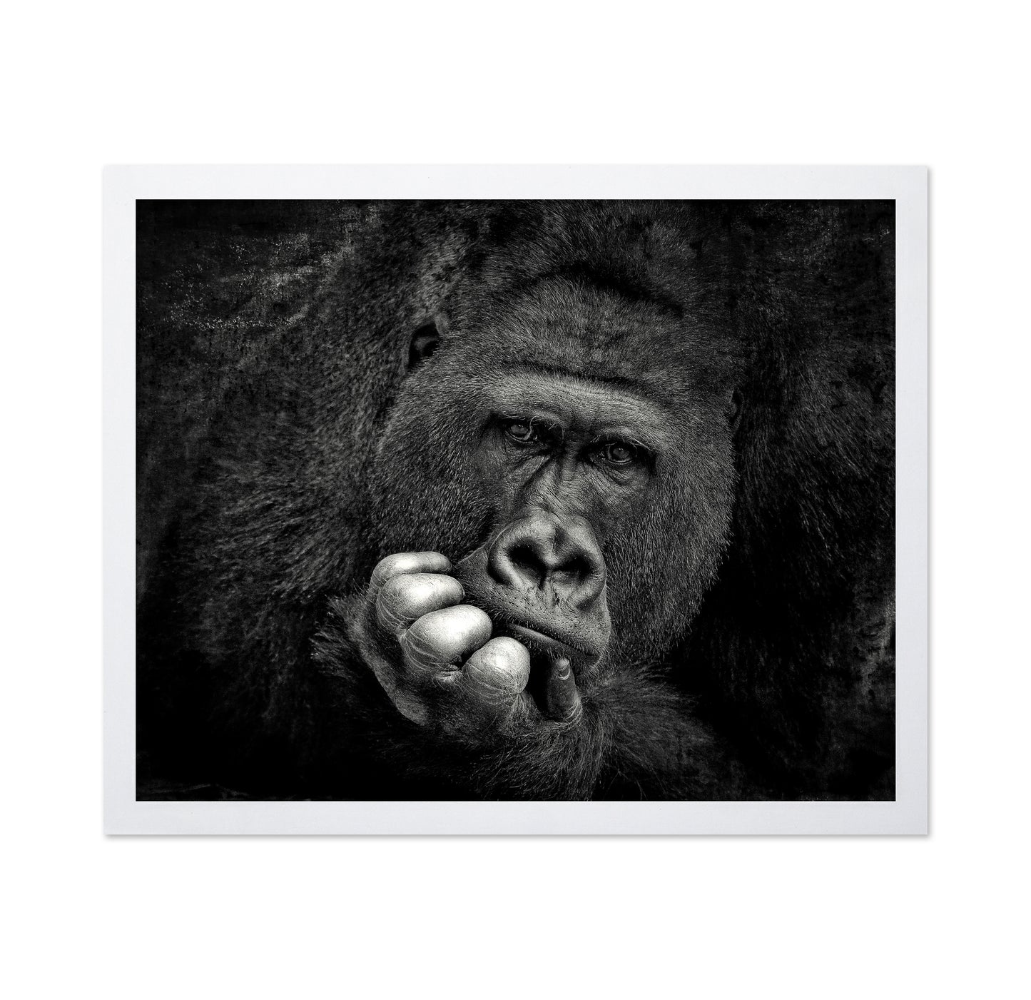 Portrait of a Gorilla