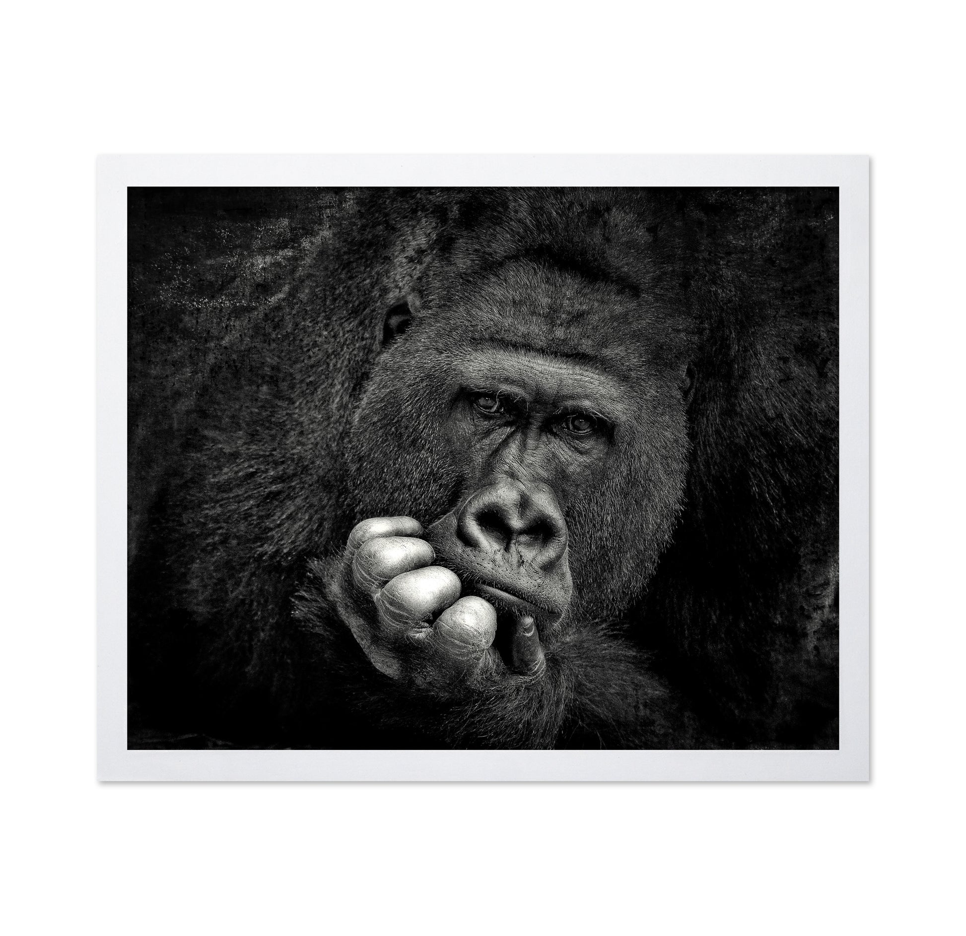 Portrait of a Gorilla