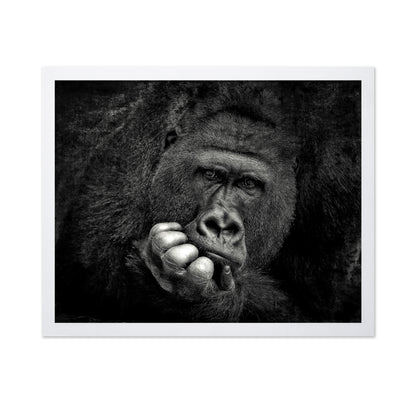 Portrait of a Gorilla