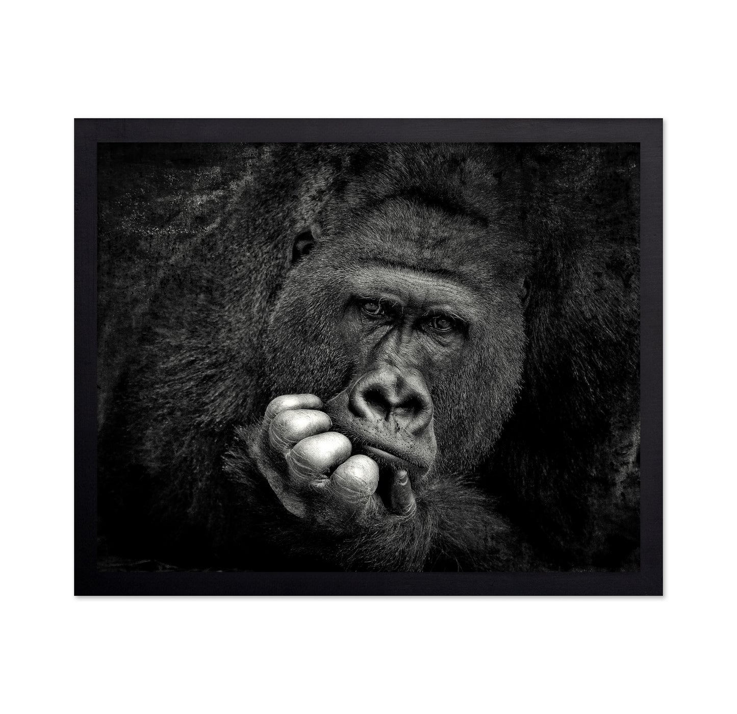 Portrait of a Gorilla