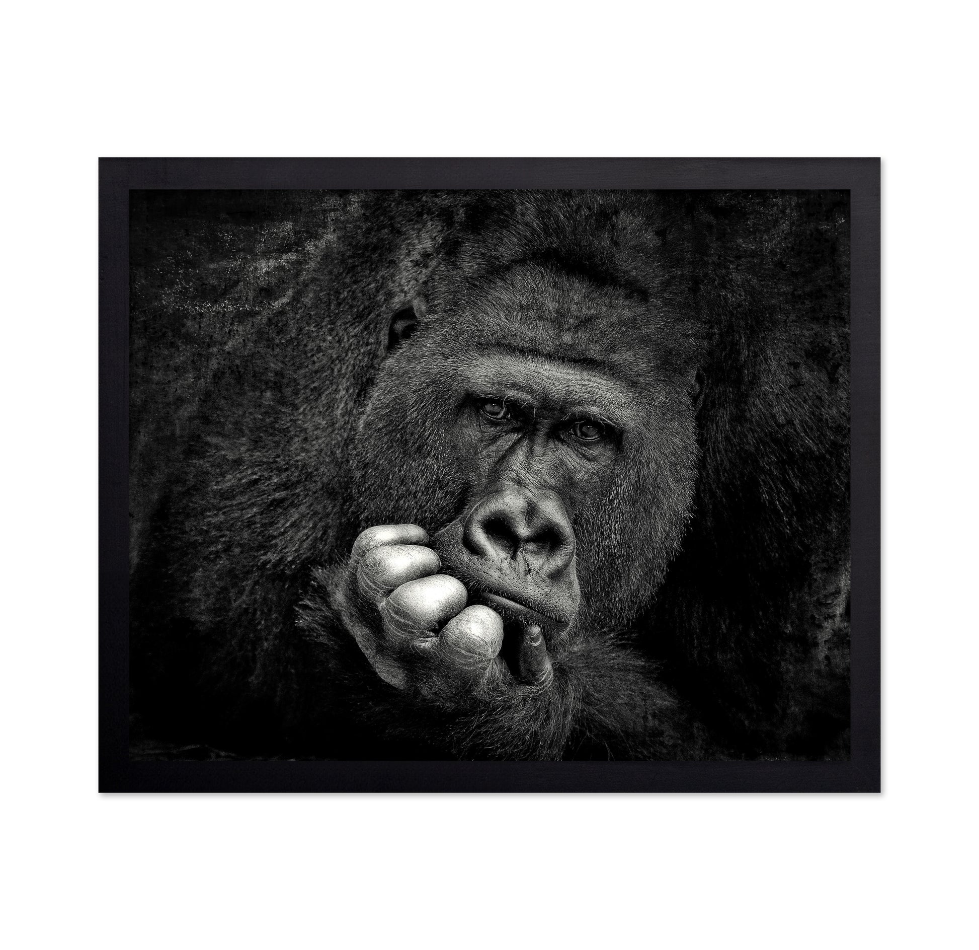 Portrait of a Gorilla