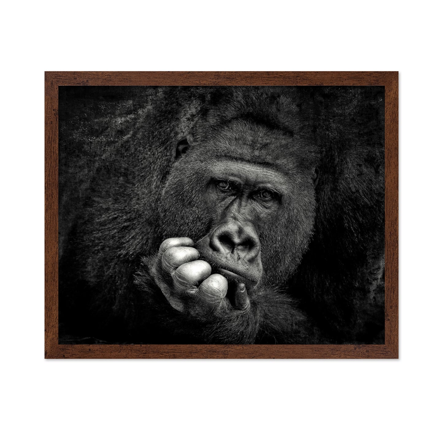 Portrait of a Gorilla