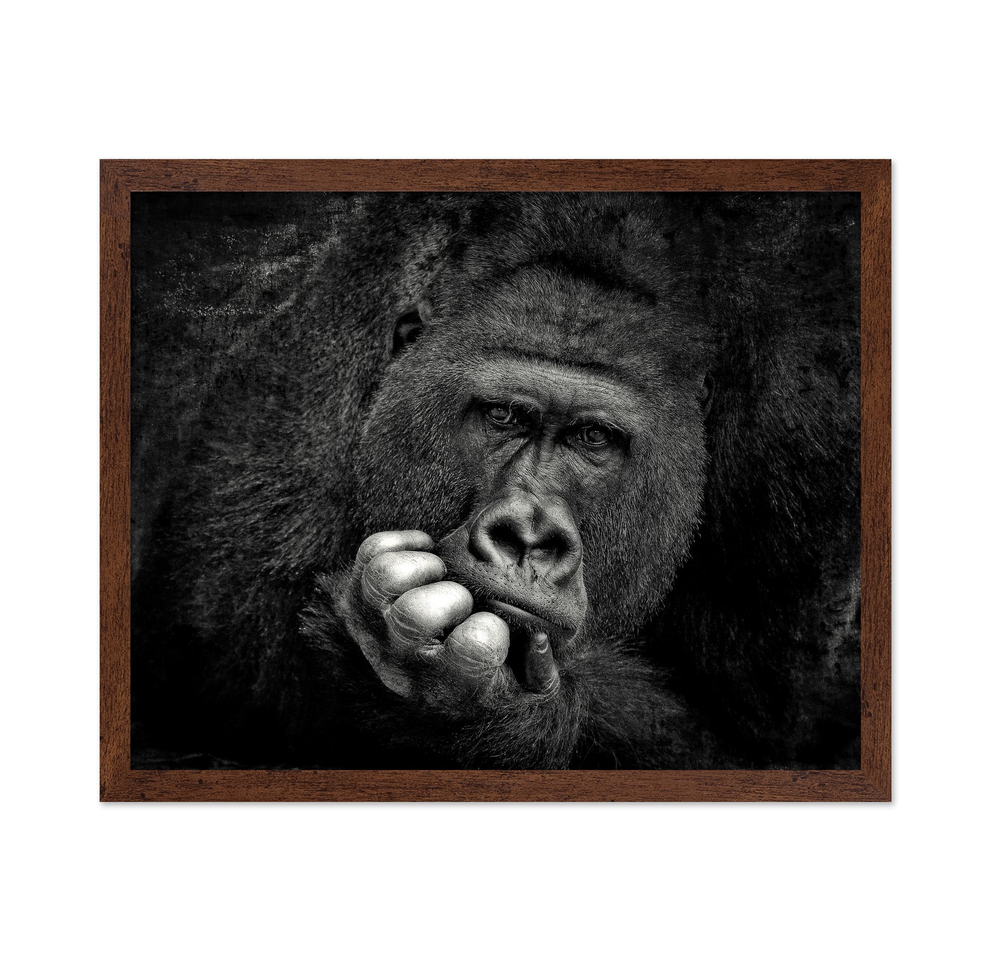 Portrait of a Gorilla