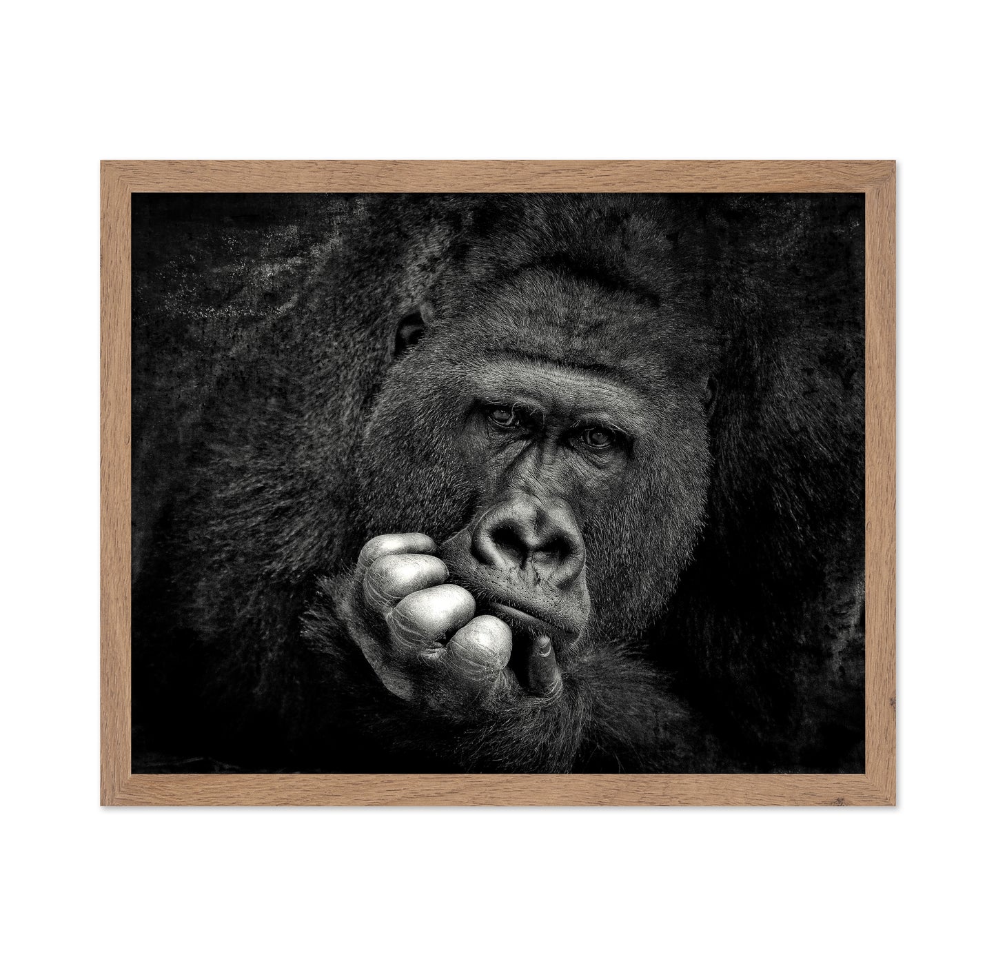 Portrait of a Gorilla